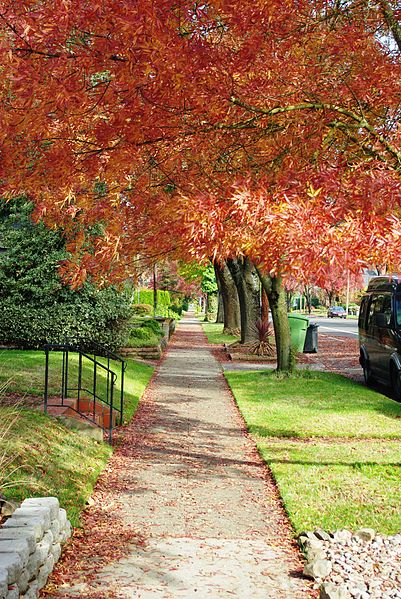 Sidewalk in autumn - Salem, Oregon wikimedia by M.O. Stevens GNU Free Documentation License