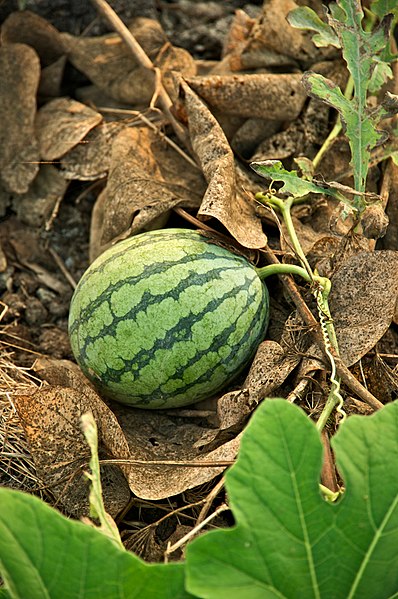 https://commons.wikimedia.org/wiki/File:Taiwan_2009_Tainan_City_Organic_Farm_Watermelon_FRD_7962.jpg