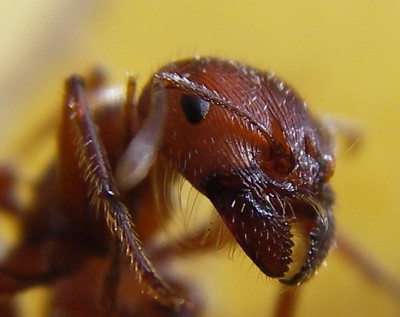 http://en.wikipedia.org/wiki/File:Ant_head_closeup.jpg