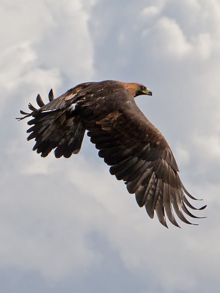 https://commons.wikimedia.org/wiki/File:Golden_Eagle_in_flight_-_4.jpg