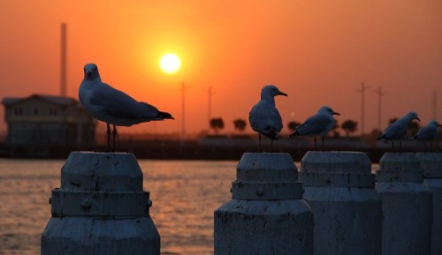 http://commons.wikimedia.org/wiki/File:Sunset_%26_The_Seagulls_(8576411741)_(4).jpg