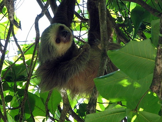 http://commons.wikimedia.org/wiki/File:Two-toed_sloth_Costa_Rica.jpg
