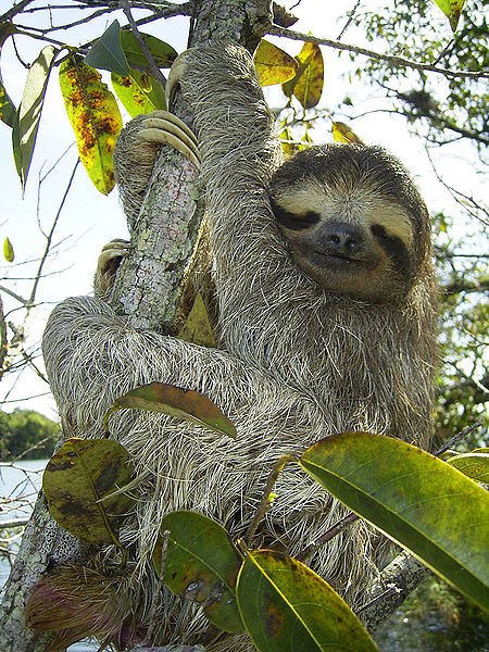 three-toed sloth Bradypus wikipedia public domain