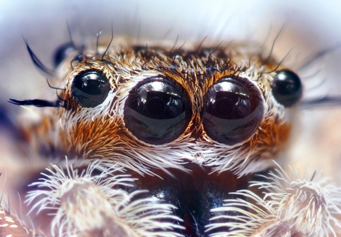 Jumping Spider Eyes wikimedia creative commons license