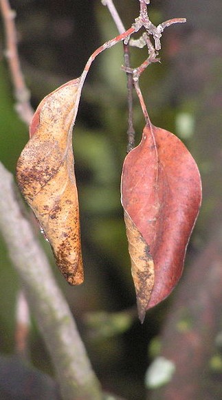 https://commons.wikimedia.org/wiki/File:Fig_leaves.jpg