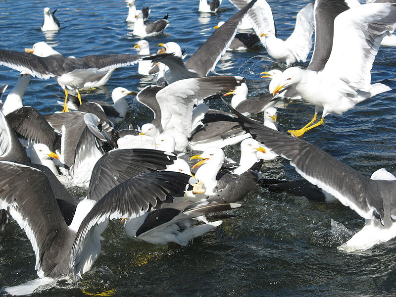 http://commons.wikimedia.org/wiki/File:Lesser_Black-backed_Gulls.jpg