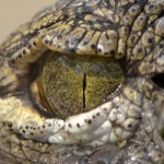 crocodiles eye - Wikipedia - Creative Commons Attribution 2.0