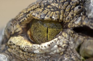 crocodiles eye - Wikipedia - Creative Commons Attribution 2.0