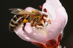 http://en.wikipedia.org/wiki/File:Bee_pollinating_peach_flower.jpg