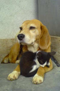 https://commons.wikimedia.org/wiki/File:Beagle_and_sleeping_black_and_white_kitty-01.jpg